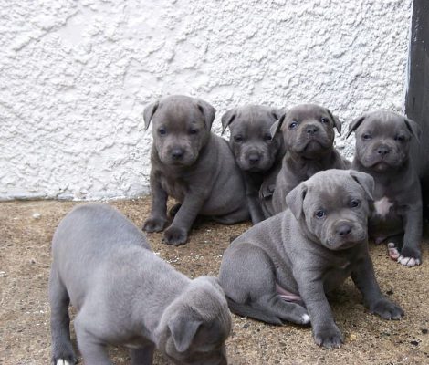 desktop-wallpaper-staffordshire-bull-terrier-blue-staffordshire-terrier-puppy-american-staffordshire-terrier